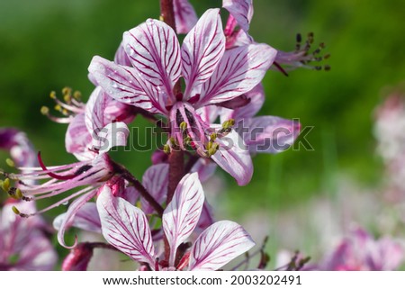dictamnus. Pink-purple flowers bloom in the wild in drops of dew under sunlight
