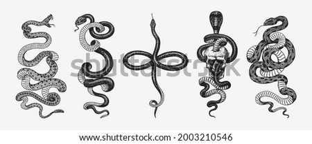 Set of snakes. Pythonidae or python. Boinae or boas or boids. Eastern racer or Coluber constrictor. Indian cobra or spectacled or Asian or binocellate. Engraved hand drawn in old sketch, vintage style