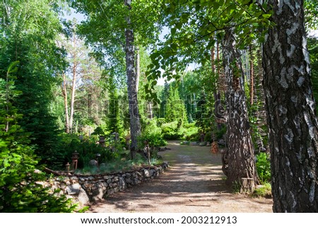 Hello sunshine - birch forest nature garden summer stock pictures, royalty-free photos  images. Fresh meadow landscape.