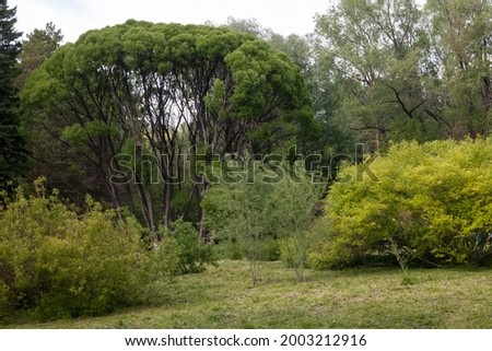 Hello sunshine - forest nature garden summer stock pictures, royalty-free photos images. Fresh meadow landscape.