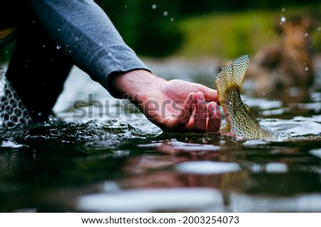 Westslope Cutthroat trout with tail in the air as it's being released back in the water during a day fly fishing in Alberta  Royalty-Free Stock Photo #2003254073