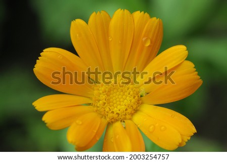 Beautiful yellow flower in the garden after the rain