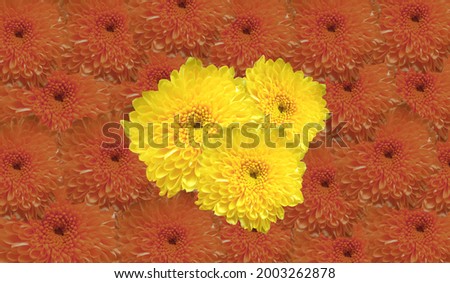 Top veiw, Yellow chrysanthemums flower blossom blooming  isolated on orange floral texture background for stock photo or illustration
