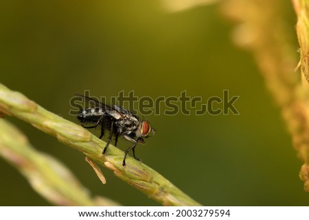 Fly macro photography in green background