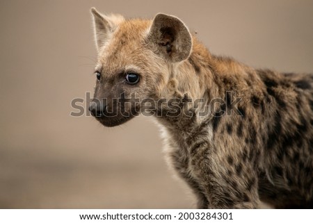 close up photo of a Hyena 