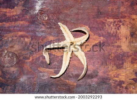 starfish with frame on wooden background, vacation memories
