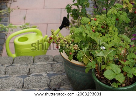 Raspberry Shrub, Currant Plant, Strawberry And Other Berry Bushes In The Ceramic Pots On The Garden Terrace. Royalty-Free Stock Photo #2003293031
