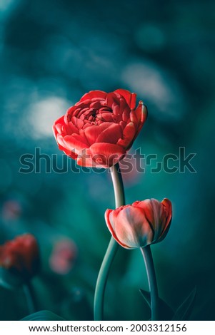 Macro of single isolated red tulip flower against soft, blurred green background with bokeh bubbles and sunshine Royalty-Free Stock Photo #2003312156
