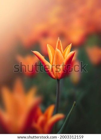 Macro of single isolated red and orange tulip flower against soft, blurred green background with bokeh bubbles and sunshine Royalty-Free Stock Photo #2003312159