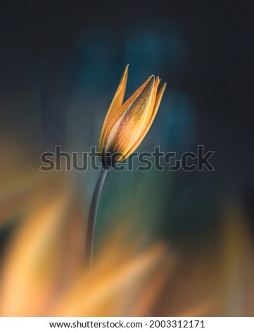 Macro of single isolated yellow tulip flower against soft, blurred dark background with bokeh. Foreground flowers creating fore-like blur Royalty-Free Stock Photo #2003312171