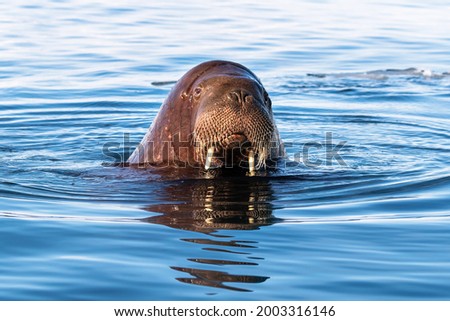 Adult walrus, Odobenus rosmarus, swimming in the Arctic Ocean off the coast of Svalbard. Front closeup showing the face emerging from the water.