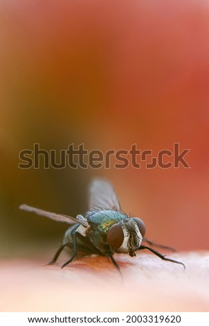 close-up of a fly on apples