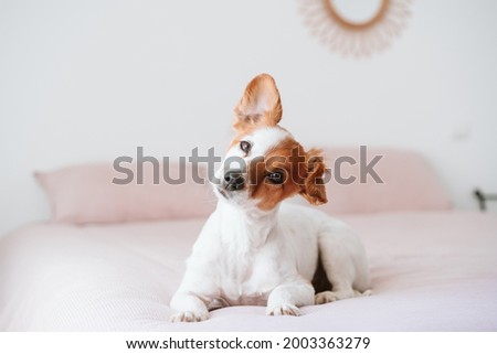 cute lovely small jack russell dog resting on bed during daytime. Funny ear up. Pets indoors at home Royalty-Free Stock Photo #2003363279
