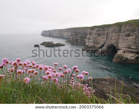 sea cliffs with bird colonies on a foggy weather, pink flowers on the first plane