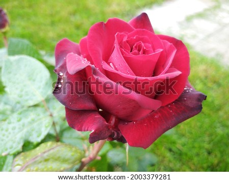 Red rose against the background of green leaves. Ingrid Bergman variety rose.