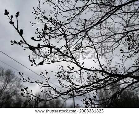 A graceful interweaving of openwork tree branches with spring swollen buds against the backdrop of a cloudy sky. Stylish modern photo of awakening nature for interior decoration and creative backdrops