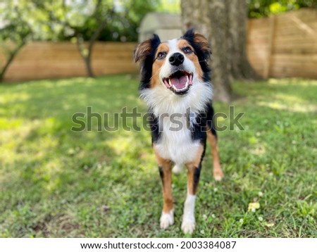Happy Australian Shepherd in a yard
