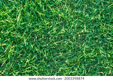 The photo shows a green lawn grass pattern. Every blade of grass is clearly visible. The photo of the grass pattern was made in the highest HD quality. This green grass picture was taken in morning.