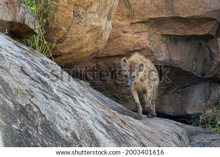 Spotted hyena, Serengeti National Park, Tanzania, Africa