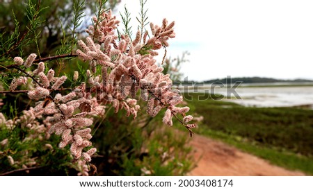 Tamarix in full blossom on the shores of a coastal inlet.
