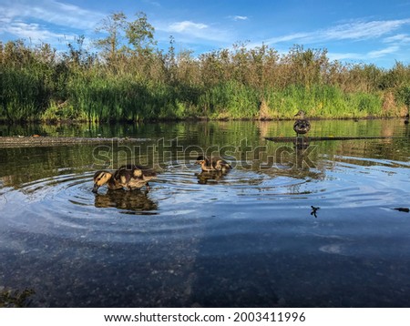 Baby ducks on the pond