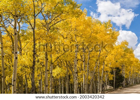 

Fall quaking aspens on Rainbow Lake Road off the Peak to Peak Highway in Colorado, USA Royalty-Free Stock Photo #2003420342