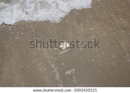 Clear blue sky with white coral beach ocean outdoor