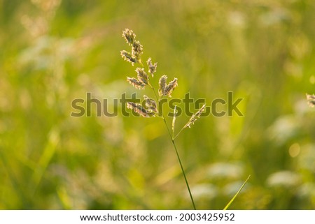 Branch of grass in light of sun with green bokeh background
