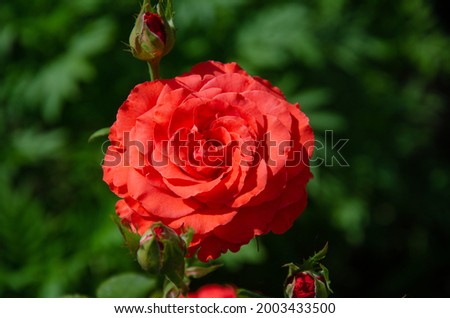A scarlet rose in the garden on a summer day. Beautiful flowers, cultivation of roses.