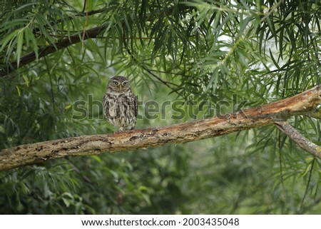 The little owl, also known as the owl of Athena or owl of Minerva, is a bird that inhabits much of the temperate and warmer parts of Europe, the Palearctic east to Korea, and North Africa.