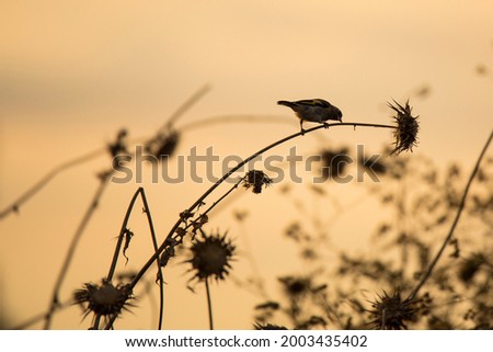 silhouette of a small bird on a thistle against the backdrop of a sunset sky