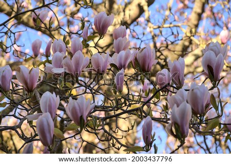 Beautiful closeup view of soft pink Chinese saucer magnolia (Magnolia Soulangeana) tree blossoms blooming near Howth Castle, Dublin, Ireland. Soft and selective focus 