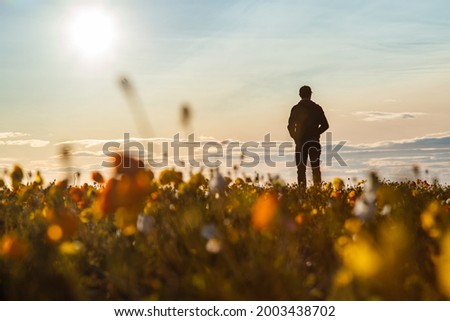 Man standing in poppy field during Iceland midnight sunset