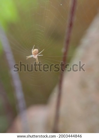 The very small spider picture from a different side  