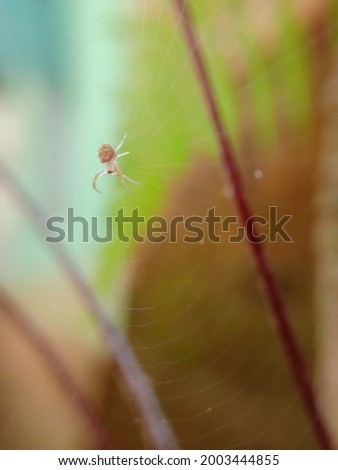 The very small spider picture from a different side