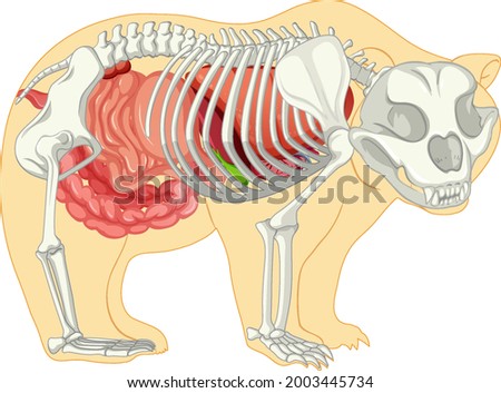 Anatomy of wild bear isolated illustration