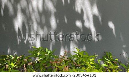 View of leaf shadow on wall