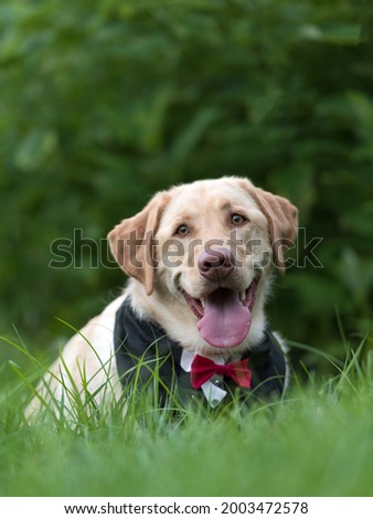 one yellow lab dog smiling with the tongue out looking at the camera wearing a sweater on the green grass trees in the background