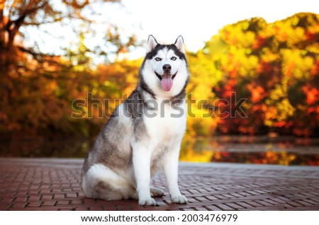 one siberian husky dog posing for the camera with the tongue out smiling, at the park during fall season with bright sunny light and trees in the background