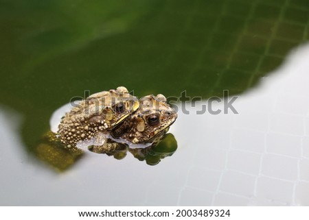 The couple toad is love on the net in garden