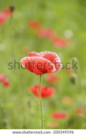 An Image of Poppy
