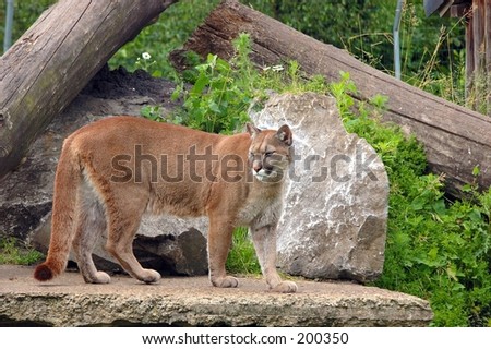 A picture of a puma, cougar in a local zoo in the city Olmen in belgium.