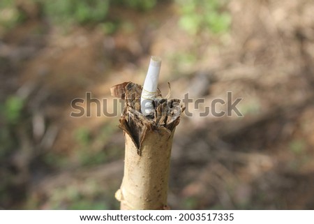 Cigarette butts pollute the environment due to careless human activities