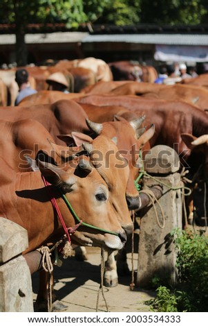 
some white and brown cows at an animal market Royalty-Free Stock Photo #2003534333