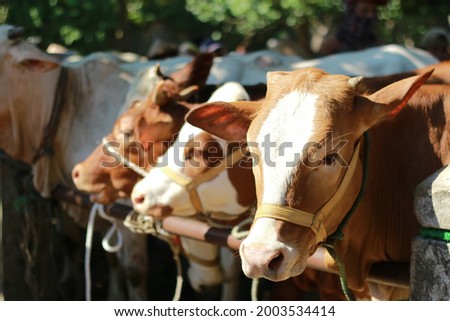 
some white and brown cows at an animal market Royalty-Free Stock Photo #2003534414