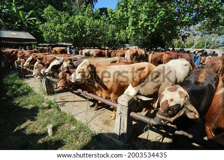 
some white and brown cows at an animal market Royalty-Free Stock Photo #2003534435