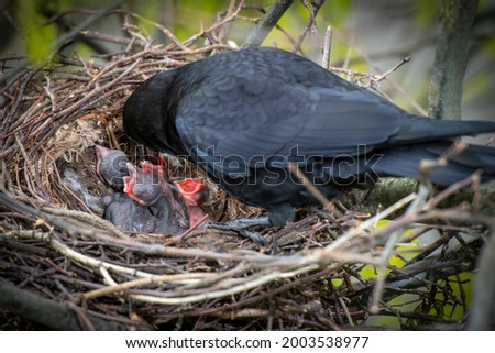 Crow parents feeding young baby crows, hatchlings, koels, cuckoos, in the nest Royalty-Free Stock Photo #2003538977