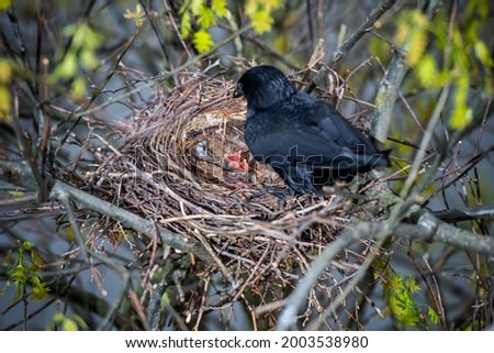 Crow parents feeding young baby crows, hatchlings, koels, cuckoos, in the nest Royalty-Free Stock Photo #2003538980