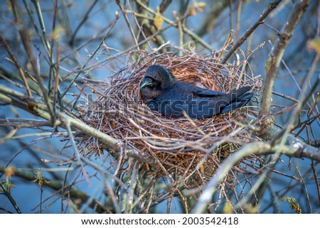 Nesting crow hatching, laying, sitting on the eggs Royalty-Free Stock Photo #2003542418