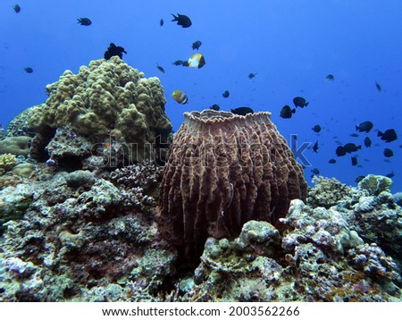 A giant barrel sponge in Maniquin Island Philippines                               